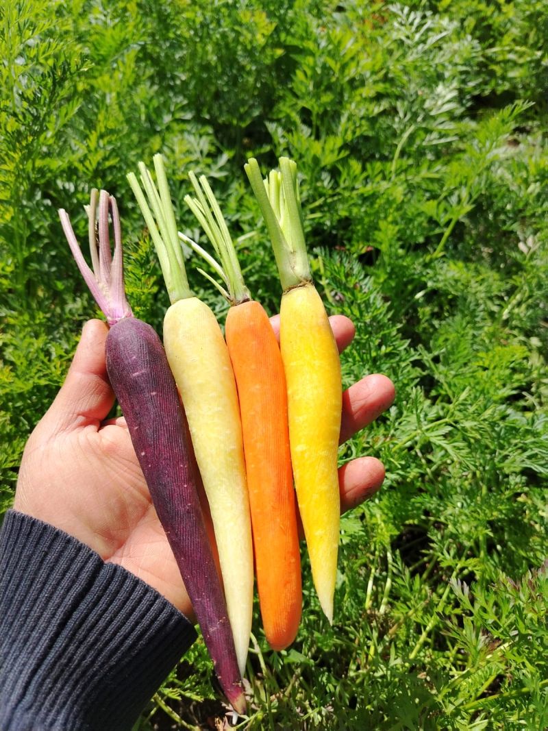hortícola 1
